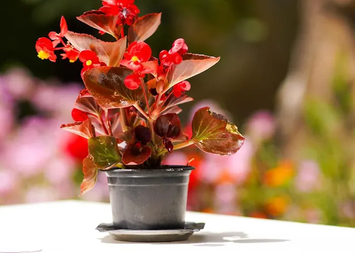 Aliaj Cozzy For 2 Apartment